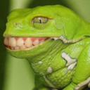 spaghetti-but-ready avatar