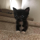 spaghettimafiia avatar