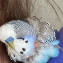 sparkles-wizard-orbs avatar