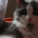 sparklesunflower avatar