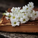 sparkly-scales avatar