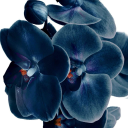 sparklyapple345 avatar