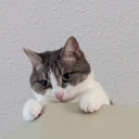 sparklyplaidwombatcloud avatar