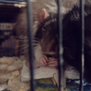 sparklyrodentthefirst avatar