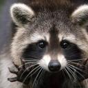 sparkpe1t-archive avatar