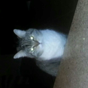 sparkysparkyboomcat avatar