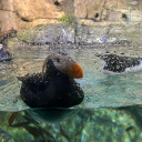 sparkythefirefly avatar