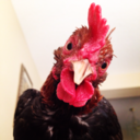 sparkytherooster avatar