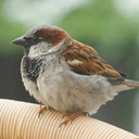 sparrow-against-maps-blog avatar