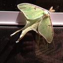 sparrowhawk17 avatar