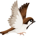 sparrows-house avatar