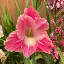 speakingintothesilence avatar