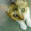 speaknowor4evershutyourmout-blog avatar