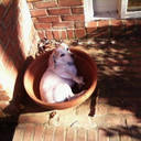 speakthroughpaint avatar