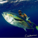 spearfishing-freediving-world avatar