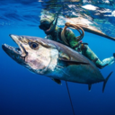 spearfishing-reviews avatar