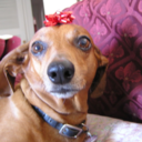 specialagentfoxmulder avatar