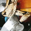 specials-stuff avatar