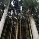 specificsources avatar