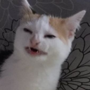 spectralfossa avatar