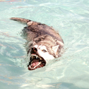 spectralnorth avatar