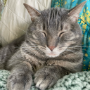 spectraloats31 avatar