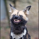 spectralporcupette avatar