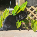 spectralsnails avatar