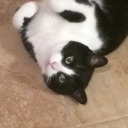 speedilyfamousfury avatar