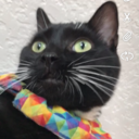 speedilyimportantnerd avatar