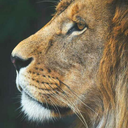 speedingsteel avatar