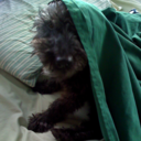 speedoburrito avatar