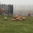 speedy-pidgeon avatar