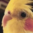 speedy-the-tiel avatar