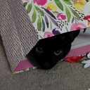 speedytoadzonkdream avatar