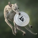 speedywhippet avatar