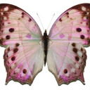 spellboundlove avatar