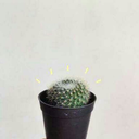 spencer-is-too-perfect avatar