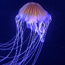 spencergiraffe avatar