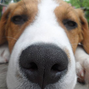 spencerthebeagle avatar