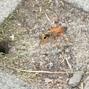 sphexoskepsis avatar