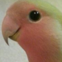 spicebird avatar