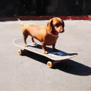 spicy-dashound31 avatar