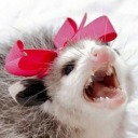 spicy-possum avatar