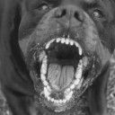 spicy-puppy-thoughts avatar