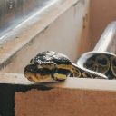 spicy-spaghet avatar