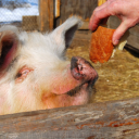 spicybeansauce avatar