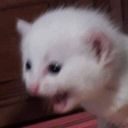 spicygrumpyboi avatar