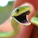 spicynoodlehouse avatar