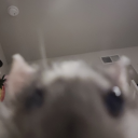 spicyrattrash avatar